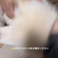 飼い主家族に撫でられる秋田犬