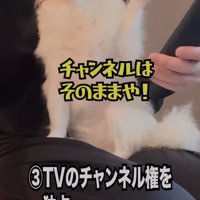 リモコンを叩く犬