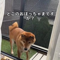 立つ犬