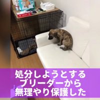 ソファの上でうずくまる痩せ細った子犬