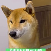 食卓に座る柴犬