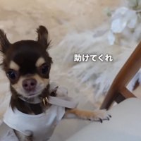 「どうしたらいいの？助けて～」