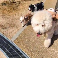 ラキちゃんは末っ子です