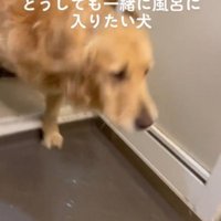 浴室に足を踏み入れる犬