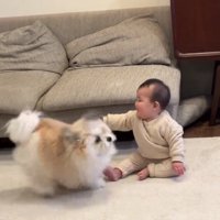 走り出す小太郎くん