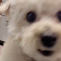 焦る