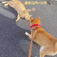 犬に前足を近づける猫