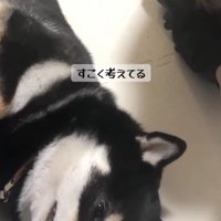 次の作戦を考え中