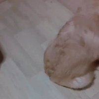飼い主に背中を向ける子犬
