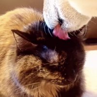 別の猫を舐める犬