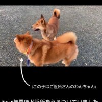 とってもフレンドリーな野良犬