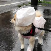 どこかに行っちゃったけど…