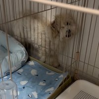 ワンと吠えるてんてん君