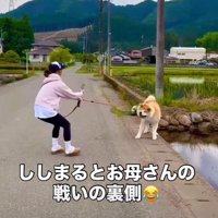 駄々をこねるししまるちゃん