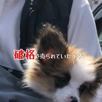 そらちゃんを迎えてからの日々