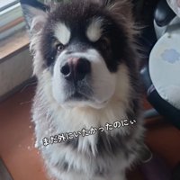 少し不服そうな子犬