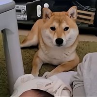 思案顔のわらびちゃん