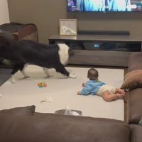 煽るようにピョンピョンと跳ね回る