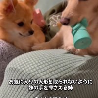 けん制する姉犬