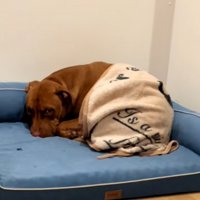 ベッドの端で寝るわんこ