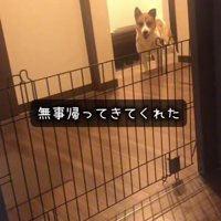 家の中に入ってきた弟犬