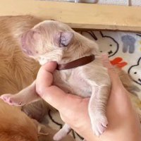 抱き上げられる生まれたての子犬