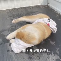 タオルを抱え込む犬