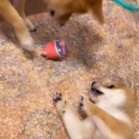 おもちゃを落とす赤ちゃん犬