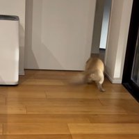 開いたドアから出ていく小型犬