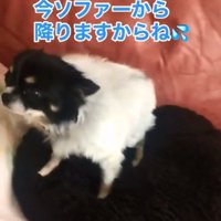 匂いを嗅ぐちーちゃん