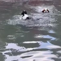 ターンして戻る犬