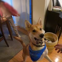 家族が出かける日のワンジローくん8