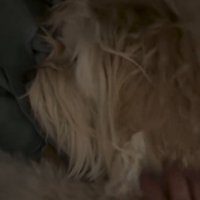 怒っているかまぼこちゃん