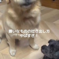 Ｑ太くんにみかんを投げたら3