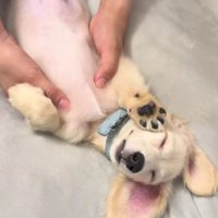 なでられる姿にキュン♡