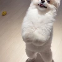 「スイカほしいぃ」
