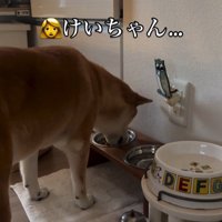 お姉ちゃん帰宅時のけいちゃん8