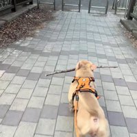 枝をくわえて歩く小型犬