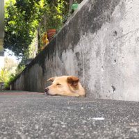 看板犬