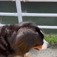 愛犬のお散歩中に…