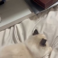 子猫も興味津々に…