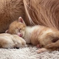 まるで親子のよう