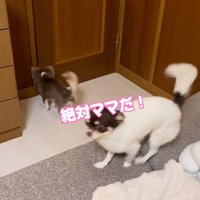 飼い主を待つ2匹の小型犬