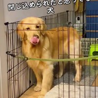 切ない顔でアピール