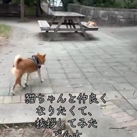 外猫と仲良くなりたくて…