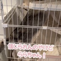 狭い場所で方向転換する犬