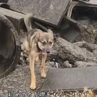 軽快に進むまる君