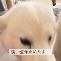 犬のアップ1