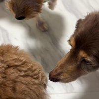 先住犬との初対面