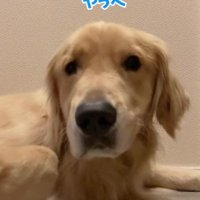 飛び起きるコロッケちゃん